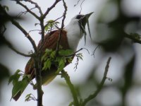 Three-wattled Bellbird kl.jpg