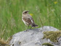 wheatear2.jpg