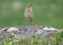 pipit3.jpg