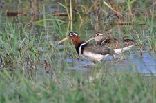 DSC_8619 Greater Painted Snipe.jpg