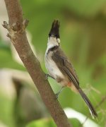 rw bulbul juv lamma HK D810 300PF_DSC2875.jpg