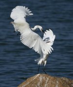 little egrets fight lamma D810PF_DSC1798.jpg