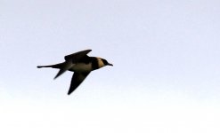 POMARINE SKUA TITCHWELL 19.7.2015 443.JPG