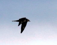 POMARINE SKUA TITCHWELL 19.7.2015 446.JPG