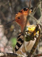 2015.05.22 Hoopoe.jpg