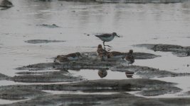 Red-necked Stint and Wood Sandpiper.jpg