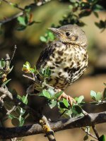 2015.05.22 Juv Mistle Thrush.jpg