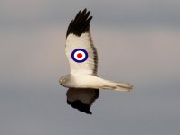 1-hen-harrier-crop.jpg