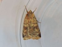 mystery-moth-7-7.jpg