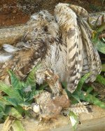 Eagle Owl vs Kestrel.jpg