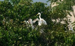 Great Egrets Chicks Nest3 MP GH4 L25mm stx95 28May 2015.jpg