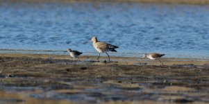 Black-tailed Godwit and Wood Sandpipers.jpg