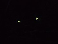 Glowworms Gorsey Bank.jpg