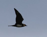 POMARINE SKUA TITCHWELL 19.7.2015 444.JPG