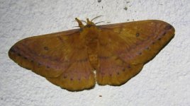 Syntherata janetta 9 7 15 (6).JPG