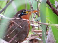 Lesser Ground Cuckoo kl.jpg