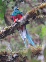 Resplendent Quetzal 2kl.jpg