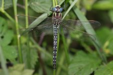 20150620 (10)_Hairy_Dragonfly (800x533).jpg