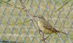 Warbler - Yellow Rumped - Florida Cape Coral - 07Nov10 b.jpg