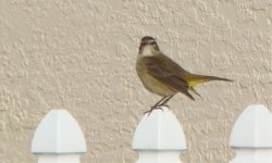 Warbler - Yellow Rumped - Florida Cape Coral - 07Nov15 a.jpg