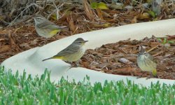 Warbler - Yellow Rumped - Florida Cape Coral - 08Dec1 a.jpg