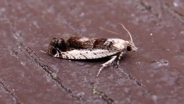 epinotia-ramella-aug-2015.jpg