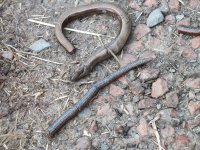 dead slow worm SCF9952.jpg