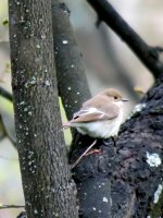 Pied Fly fem...bad light!!.JPG