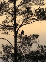 Hawk-Owl.JPG