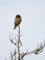 Hawk-Owl (1).JPG