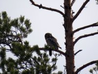 Hawk-Owl (2).JPG