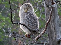 Ural Owl juv.JPG