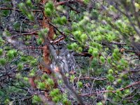 first view of ad Ural Owl.JPG