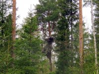 Great Grey nest.JPG