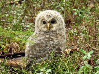 Ural Owl juv (2).JPG