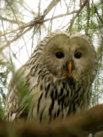 Ural Owl (1).JPG