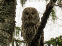 Ural Owl (2).JPG