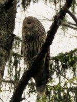 Ural Owl (3).JPG