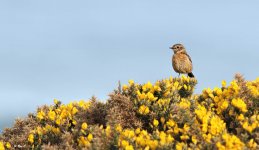 stone on gorse.jpg