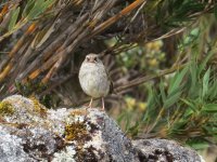 Angry Bird Volcano Junco kl.jpg