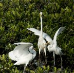 great egrets chicks feed MP HK rx100M4 stx85_DSC2607.jpg