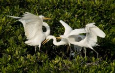 great egrets chicks feed MP HK rx100M4 stx85_DSC2807.jpg