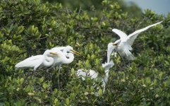 great egrets chicks feed MP HK rx100M4 stx85_DSC2103.jpg