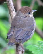 Blackcap_Juv.jpg