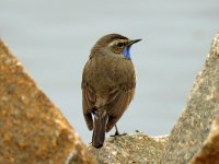 Bluethroat (1).JPG