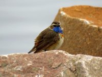 Bluethroat (3).JPG