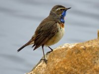 Bluethroat (4).JPG