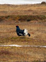 Black Grouse lek (2).JPG