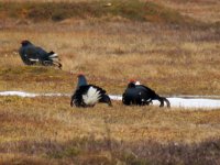 Black Grouse lek (4).JPG