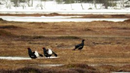 Black Grouse lek (5) video still.jpeg